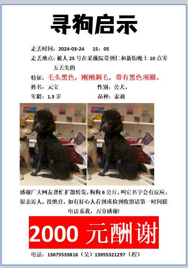 寻狗最新指南，详细步骤助你快速找回失踪宠物犬