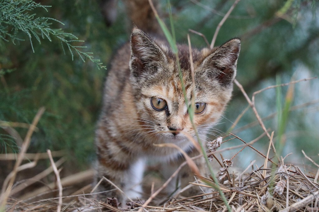 最新小野猫现象，多元视角下的探讨