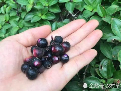 最新黑葡萄品种特点、营养价值与健康益处全解析