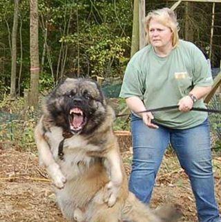 世界十大恶犬最新排行警惕，危险伙伴在身边！
